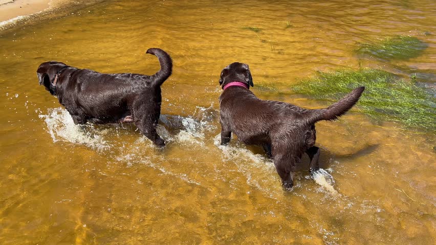 chocolate Labradors retrievers. Two wet dogs are running in shallow water and playing.