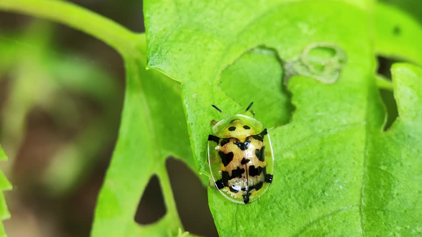 Static macro shot of a Golden Tortoise Beetle with black spots crawling on a damaged green leaf.