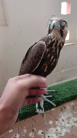 Luggar falcon tame piece on a perch