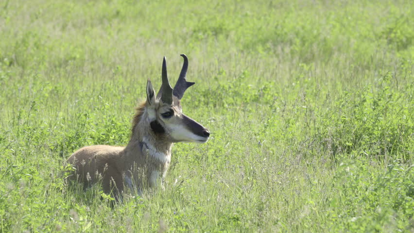 Pronghorn (Antilocapra americana) adult male resting in the prairie grass.