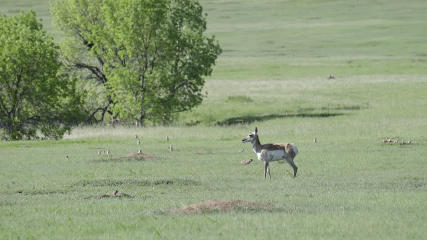 Pronghorn (Antilocapra americana) adult female grazing amongst prairiedogs on the prairie grass.