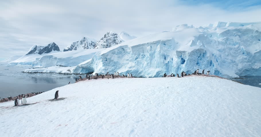 Big colony Gentoo penguins stand on rock in Antarctica Peninsula. Breathtaking background icebergs and snow covered mountains. Wildlife penguins colony natural nesting behaviors in polar environment.