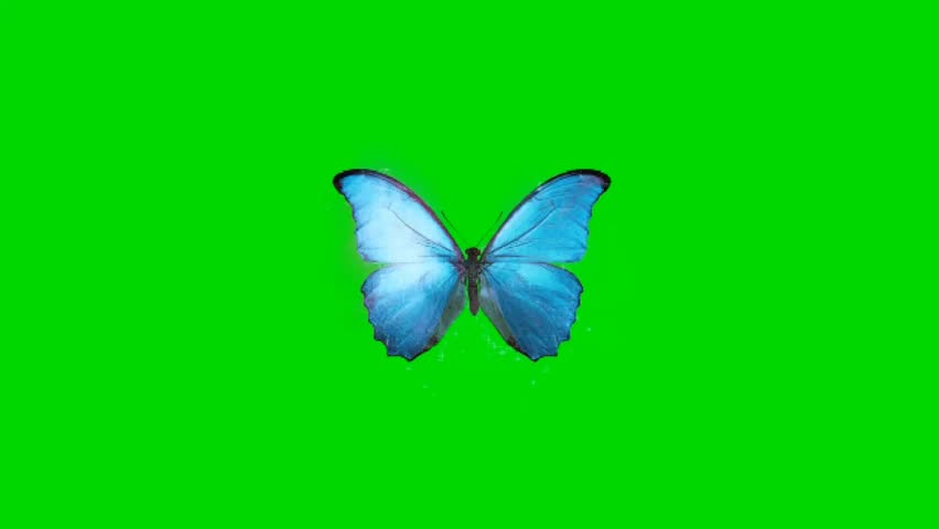 A beautiful butterfly. Beautiful colorful butterfly animation flying on a green screen background creating a stunning visual