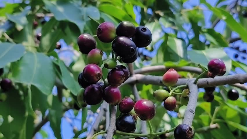 Java plum fruits hanging on tree, also known as Jamun fruits. Syzygium cumini and Balck plum are also names of the fruit