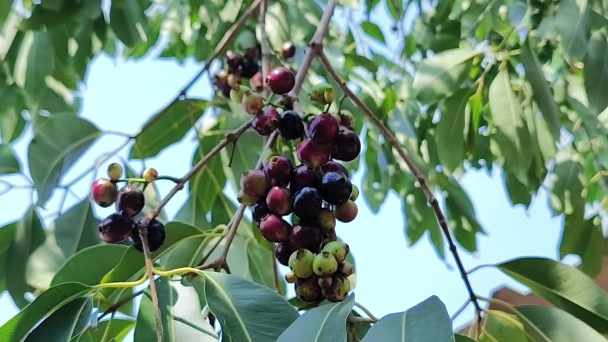 Java plum fruits hanging on tree, also known as Jamun fruits. Syzygium cumini and Balck plum are also names of the fruit