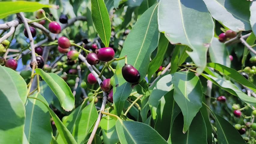 Java plum fruits hanging on tree, also known as Jamun fruits. Syzygium cumini and Balck plum are also names of the fruit