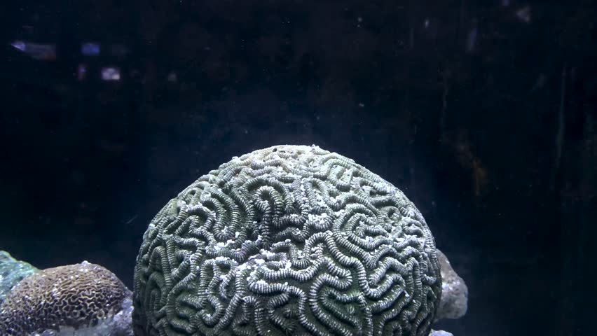 Brain Coral in the water tank.