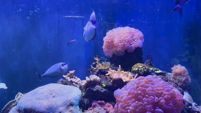 Blue Tang Fish or Paracanthurus hepatus in the water tank.