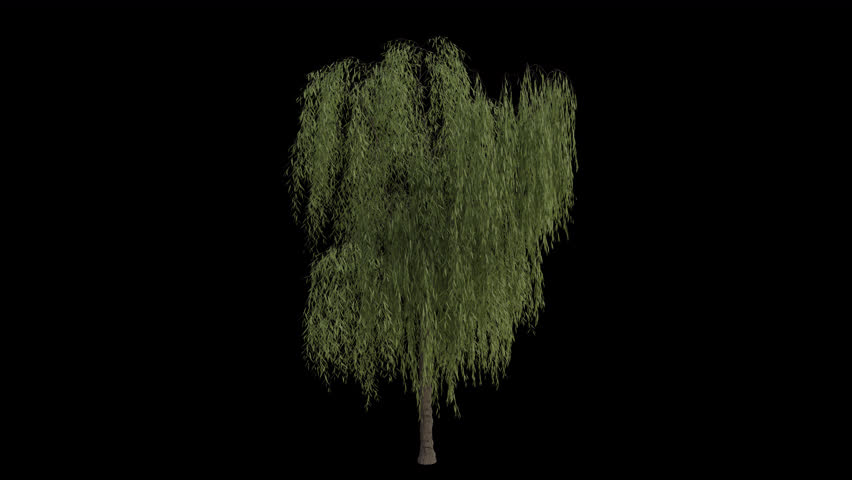 Babylon Weeping Willow Tree blowing in the wind. Wind blows the Silver Willow Tree. Animated Salix Babylonica Tree swaying in the wind with Transparent Background. Alpha Channel. Loop Animation