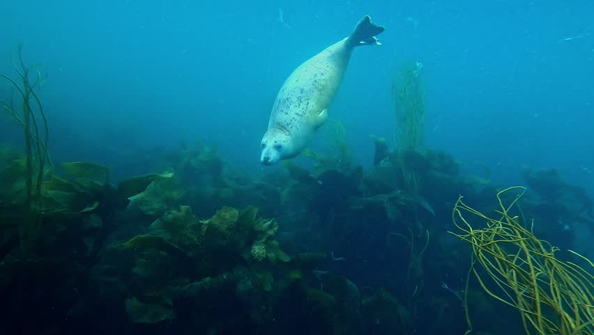 A juvenile female grey seal spirals in the water. Filmed in Brittany, France. Check the gallery for similar footages. 