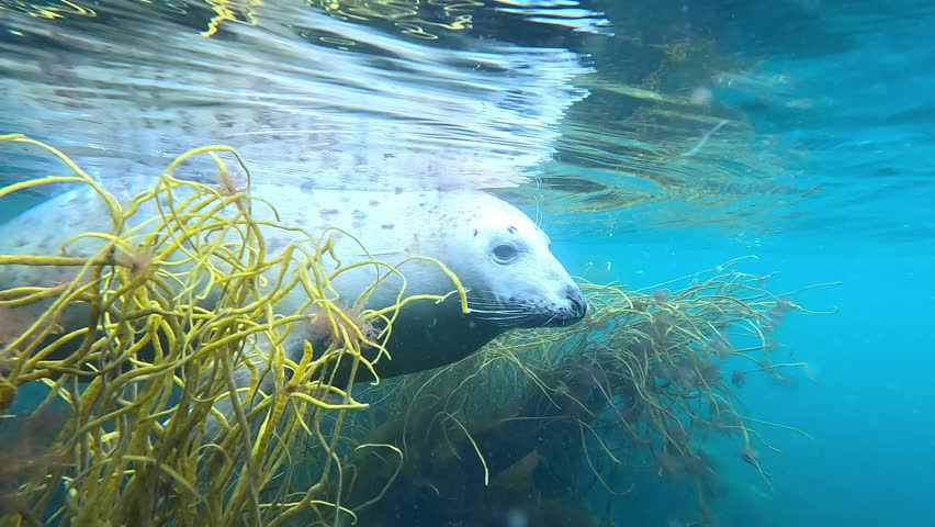 A young grey seal comes very close to the camera from the side, blows air bubbles from its nose, then turns around under the surface. Check the gallery for similar footages.