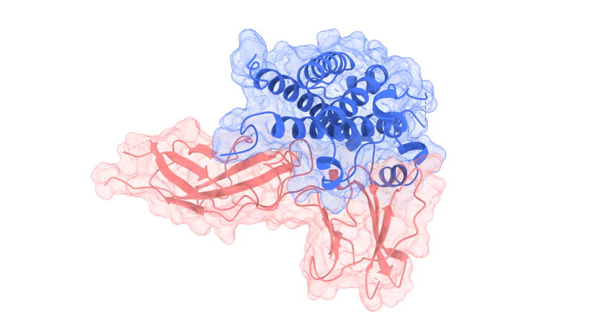 HUMAN GROWTH HORMONE BOUND TO SINGLE RECEPTOR. PDB 1A22. Surface and ribbon structure white background.