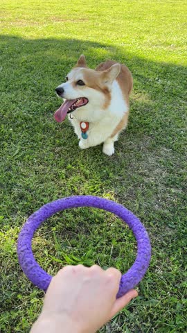 Red with white dog bark pulling purple ring toy