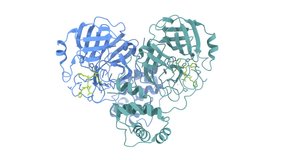 Mpro inhibitors of SARS-CoV-2. Covid-19 inhibitor molecule. PDB 8S9Z. Ribbon structure white background.  - Powered by Shutterstock - Get 15% off with code: PIKWIZARD15