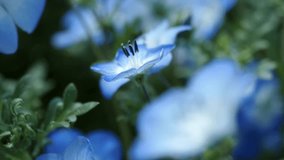 Nemophila flowers swaying in the wind - Powered by Shutterstock - Get 15% off with code: PIKWIZARD15