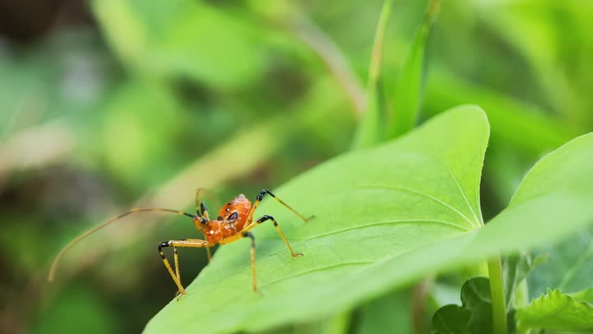 Yellow Assassin Bug (harpactorinae)  on a leaf with blur background