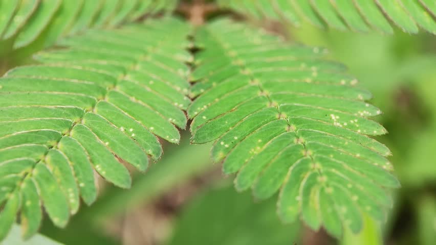 ​A steady close up shot of vibrant green Mimosa pudica leaves with fine details and textures on a blurred forest background.