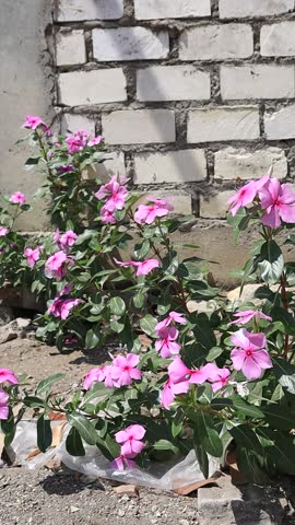 A bunch of red periwinkle flowers blooming together