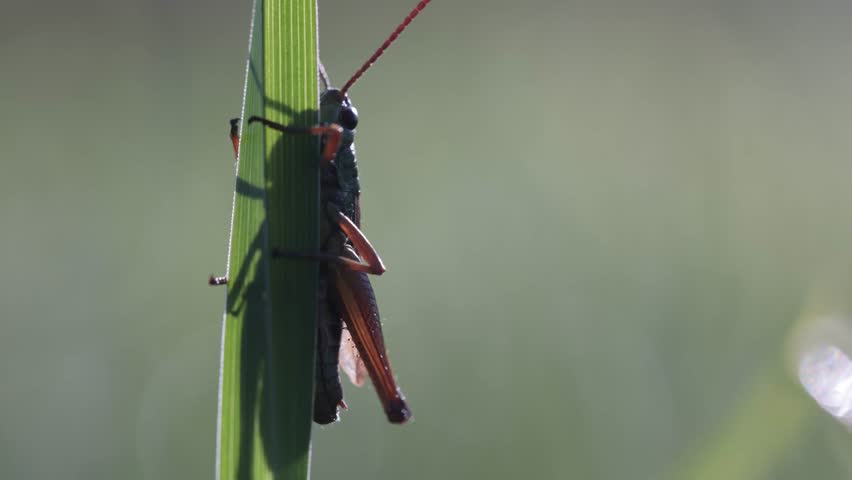 A closeup footage of a grasshopper jumping from  green grass
