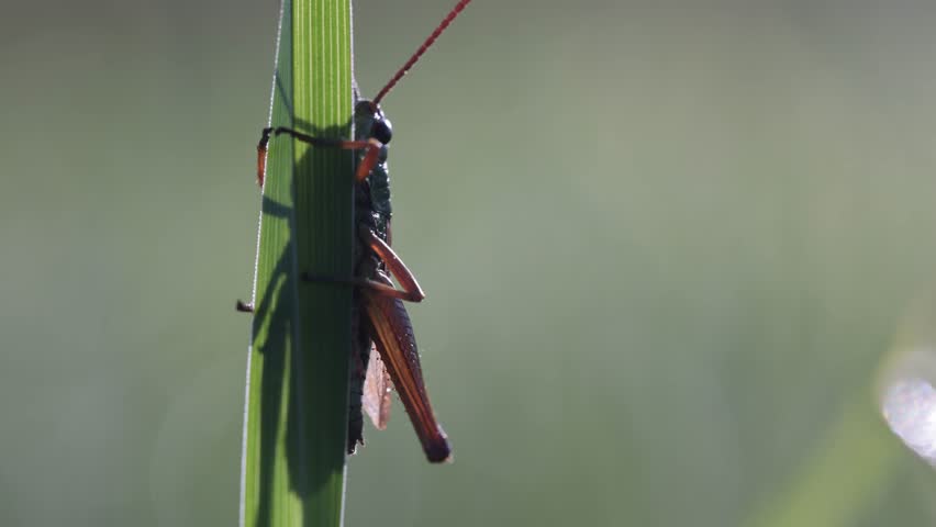 A closeup footage of a grasshopper jumping from  green grass
