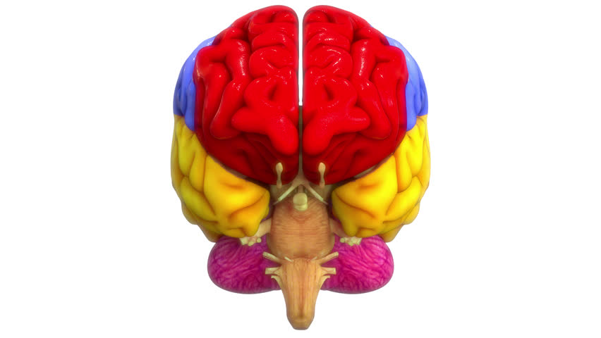 Central Organ of Human Nervous System Brain Lobes Anatomy Animation Concept. 3D