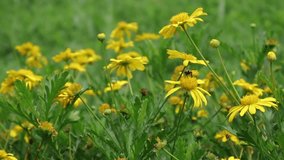 Flowers and green leaves in nature waving slowly in natural wind - Powered by Shutterstock - Get 15% off with code: PIKWIZARD15