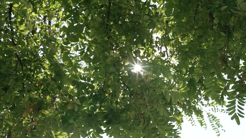 Sun shines through tree leaves. Sun rays on a summer day with green leaves