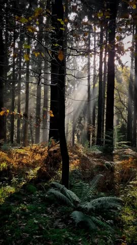 A vertical view of a beautiful forest on a sunny day