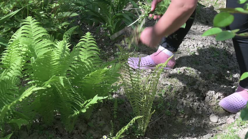 Removing weeds between flowers in a flower garden.