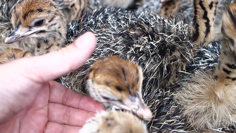 a hand strokes a very young ostrich, animal picks and bites curiously