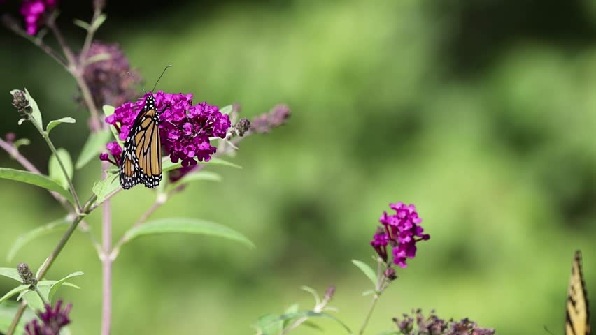 A shallow focus shot of a Monarch butterfly spreading its wings on the tips of a flowering plant