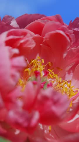 Detailed macro of a pink peony flower under a blue sky. Background of spring nature, blooming garden.