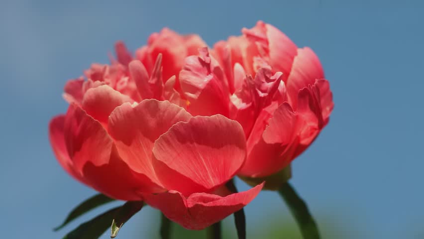 Large coral peony flower against blue sky. Soap bubbles fly in the background. Beautiful natural summer concept