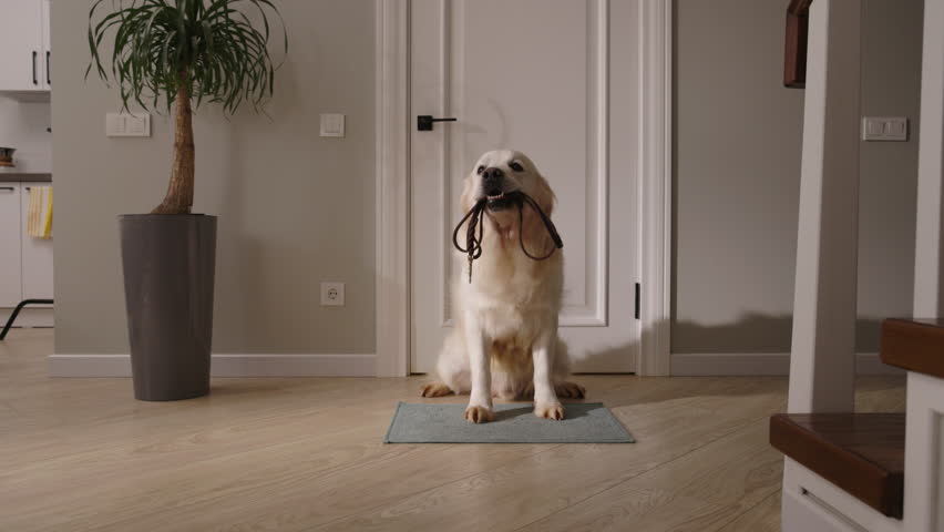 Playful Golden Retriever Dog Sitting by Door with Leash, Looking Forward to a Fun Walk with Its Owner