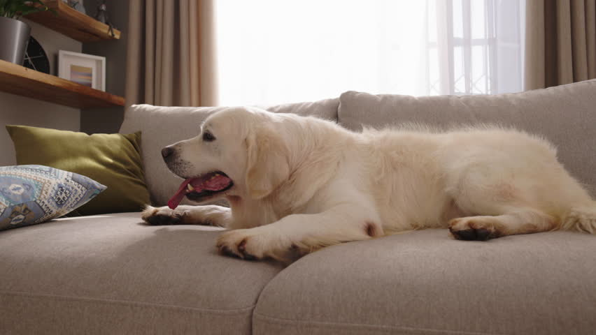 Calm White Golden Retriever Dog Relaxing on a Couch, Enjoying a Tranquil and Cozy Home Environment