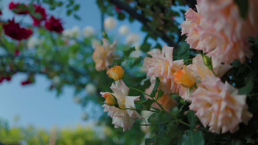 Beautiful yellow roses on a background of green leaves. In this enchanting video, you