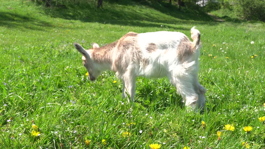 Tiny goatling at the meadow with goats