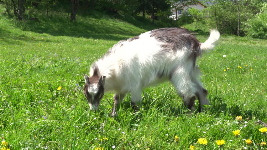 Tiny goatling at the meadow with goats