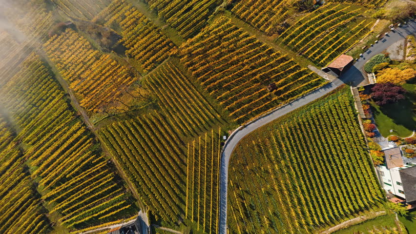 Aerial panorama of Weisenkirchen in der Wachau town and vineyards at autumn morning with fog over Danube river. Wachau valley, Austria.