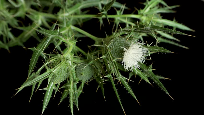 Video zoom in to the white flower of the plant Cirsium ferox, plume thistle, isolated on black background