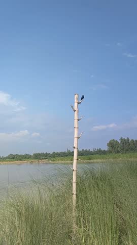 Bird on the river bank on a sunny day. 