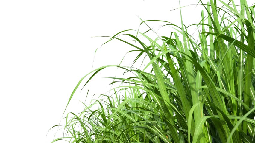 sugar cane leaf movement footage, 4K sugar cane footage on 100% white background 