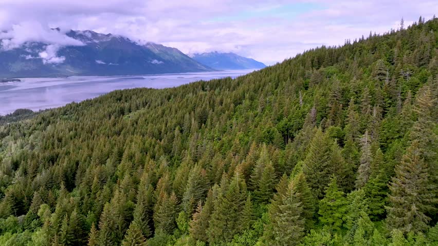 aerial over conifers and evergreen trees along the turnagain arm in alaska