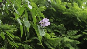 Flowers and green leaves in nature waving slowly in natural wind - Powered by Shutterstock - Get 15% off with code: PIKWIZARD15