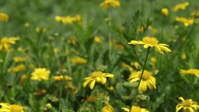 Flowers and green leaves in nature waving slowly in natural wind - Powered by Shutterstock - Get 15% off with code: PIKWIZARD15
