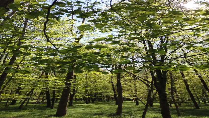 The vertical view of grass before the green trees under the blue sky