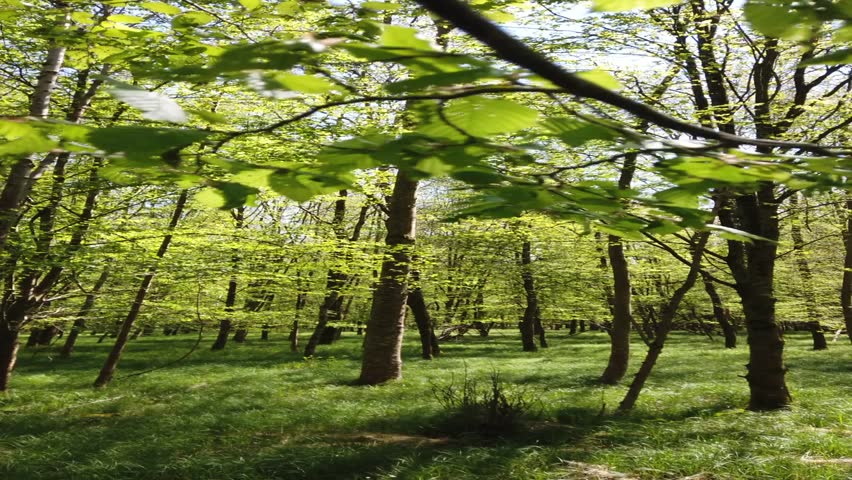 The vertical view of grass before the green trees under the blue sky