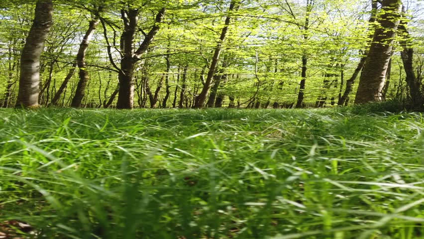 The vertical view of grass before the green trees on a sunny day