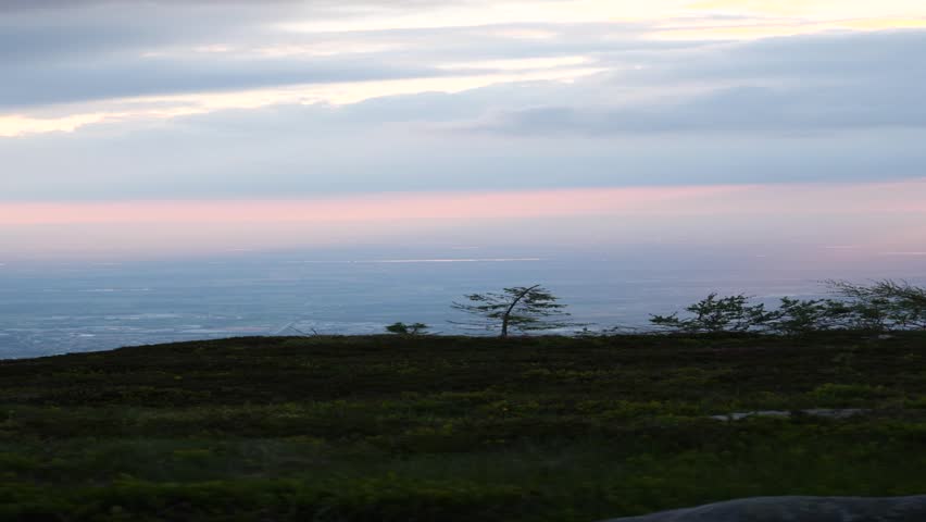 An aerial view of lush green plants swaying in the wind by the lakeshore under sunset sky
