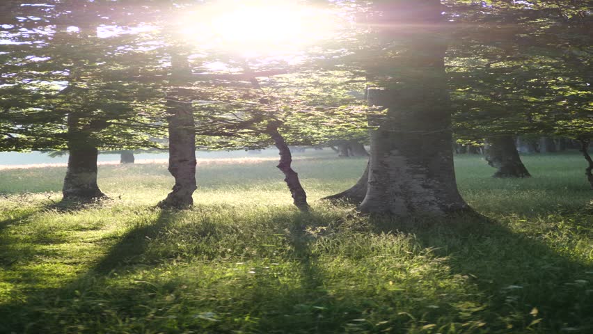 The bright sun shining behind lush green trees in the forest
